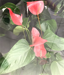 Природа 717.png